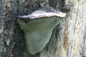 Attēlu rezultāti vaicājumam “Inonotus leporinus”