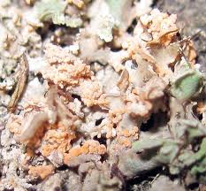 Attēlu rezultāti vaicājumam “Erythricium aurantiacum”