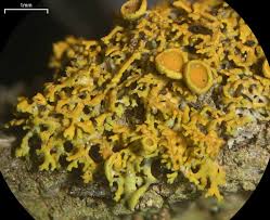 Attēlu rezultāti vaicājumam “Xanthoria polycarpa”