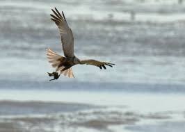 Attēlu rezultāti vaicājumam “Circus aeruginosus”