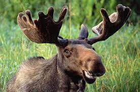 Attēlu rezultāti vaicājumam “Alces alces”