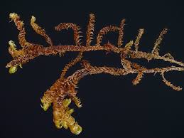 Attēlu rezultāti vaicājumam “Scorpidium cossonii”