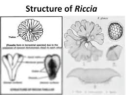 Attēlu rezultāti vaicājumam “Riccia glauca”