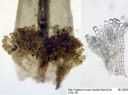 Attēlu rezultāti vaicājumam “Grimmia muehlenbeckii”