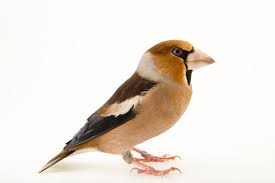 Attēlu rezultāti vaicājumam “Coccothraustes coccothraustes”