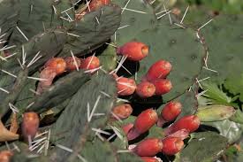 Image result for Cactaceae