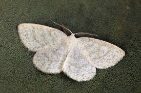 Attēlu rezultāti vaicājumam “Cabera exanthemata male”