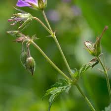 Attēlu rezultāti vaicājumam “Geranium sylvaticum bud”