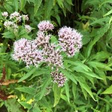 Image result for Eupatorium cannabinum