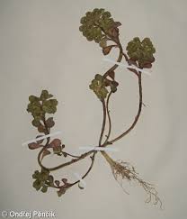 Attēlu rezultāti vaicājumam “Euphorbia helioscopia leaf”