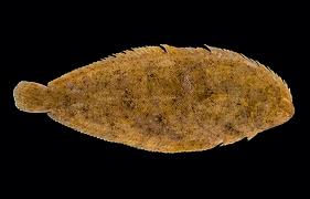 Image result for Solea solea