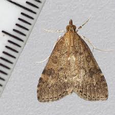 Attēlu rezultāti vaicājumam “Udea prunalis”