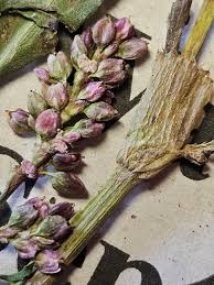 Attēlu rezultāti vaicājumam “Persicaria maculosa flower”