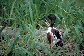 Attēlu rezultāti vaicājumam “Anas clypeata”