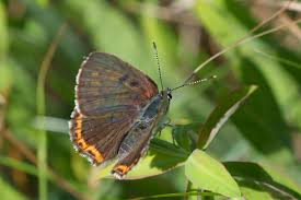 Attēlu rezultāti vaicājumam “Lycaena alciphron male”