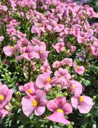 Image result for Elfenspiegel