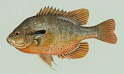 Image result for Lepomis gibbosus