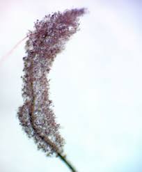 Attēlu rezultāti vaicājumam “Comatricha fragilis”