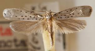 Attēlu rezultāti vaicājumam “Yponomeuta evonymella imago”