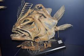 Image result for Hippoglossus hippoglossus