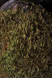 Attēlu rezultāti vaicājumam “Antitrichia curtipendula macro”