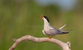 Attēlu rezultāti vaicājumam “Sterna hirundo adult”