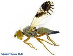 Attēlu rezultāti vaicājumam “Trioza dispar nymph”