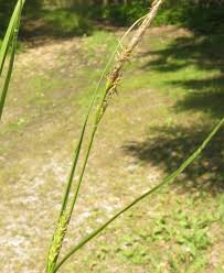 Attēlu rezultāti vaicājumam “Carex lasiocarpa male flower”