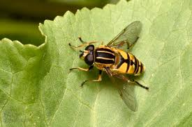 Attēlu rezultāti vaicājumam “Helophilus pendulus”