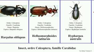 Attēlu rezultāti vaicājumam “Asaphidion pallipes”