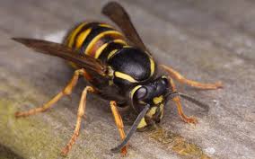 Attēlu rezultāti vaicājumam “Vespula rufa”