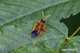 Attēlu rezultāti vaicājumam “Tenthredo campestris”