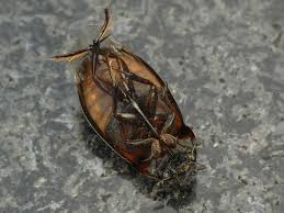 Attēlu rezultāti vaicājumam “Hydrochara caraboides”