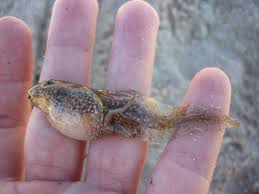 Attēlu rezultāti vaicājumam “Pelophylax”