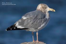 Attēlu rezultāti vaicājumam “Larus argentatus nest”
