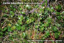 Attēlu rezultāti vaicājumam “Carex pauciflora”