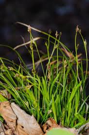 Attēlu rezultāti vaicājumam “Carex digitata leaf”