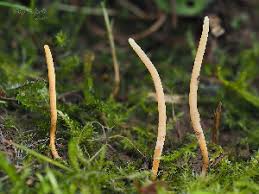 Attēlu rezultāti vaicājumam “Clavaria sphagnicola”