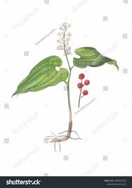 Attēlu rezultāti vaicājumam “Maianthemum bifolium fruit”