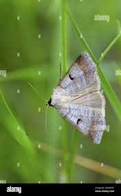 Attēlu rezultāti vaicājumam “Lygephila pastinum”