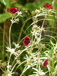 Image result for Rosengewächse