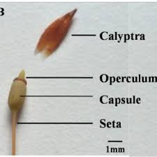 Attēlu rezultāti vaicājumam “Pogonatum urnigerum macro”