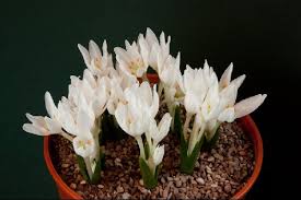 Attēlu rezultāti vaicājumam “Colchicum szovitsii subsp. szovitsii flower”