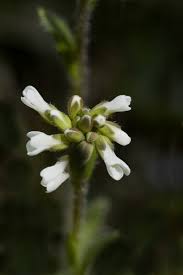 Attēlu rezultāti vaicājumam “Arabis hirsuta”