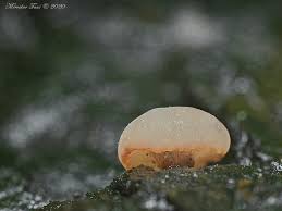 Attēlu rezultāti vaicājumam “Ombrophila violacea”