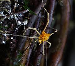 Attēlu rezultāti vaicājumam “Torrubiella arachnophila”