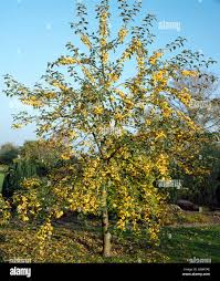 Attēlu rezultāti vaicājumam “Malus x zumi”