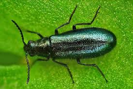 Attēlu rezultāti vaicājumam “Dasytes caeruleus”