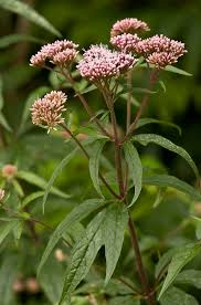 Image result for Eupatorium cannabinum