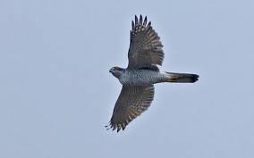 Attēlu rezultāti vaicājumam “Pernis apivorus”